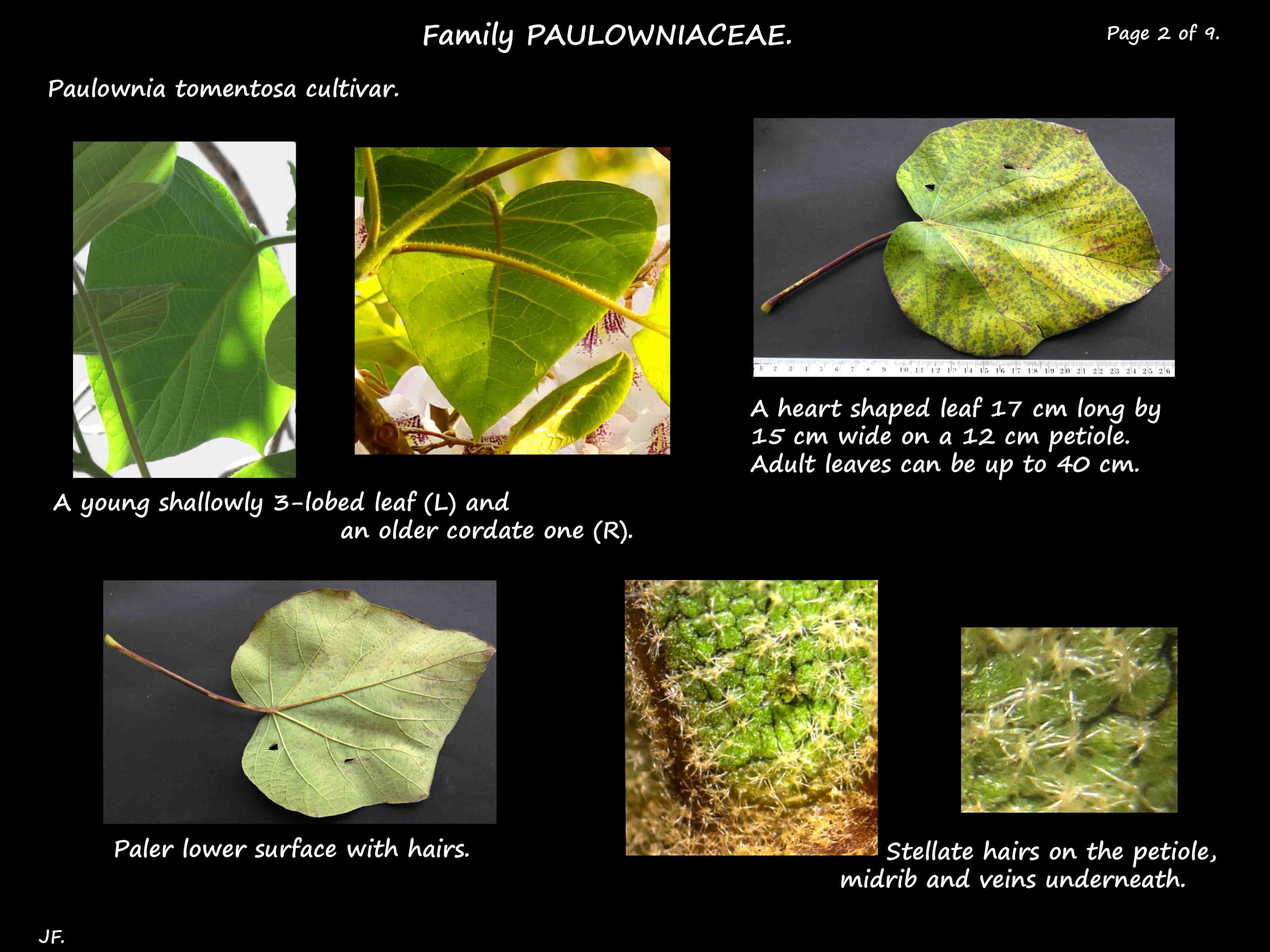 2 Paulownia leaves & hairs